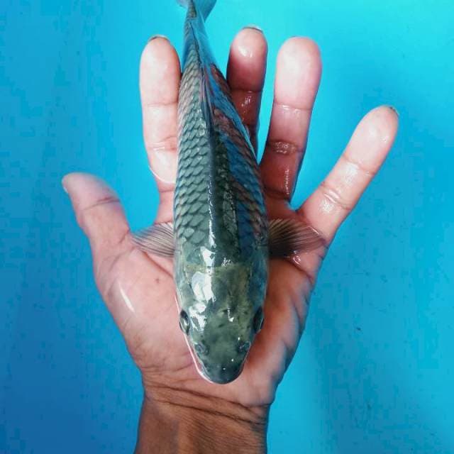 Saragoi
