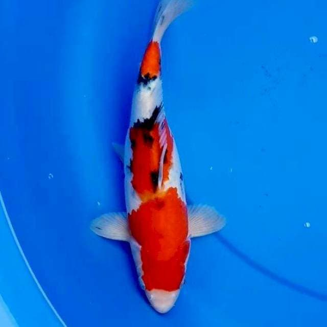 28cm SANKE