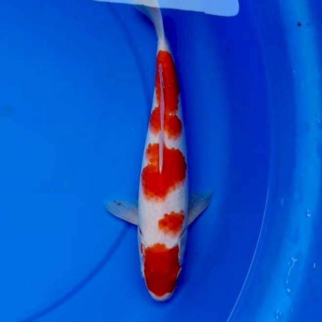 30cm KOHAKU