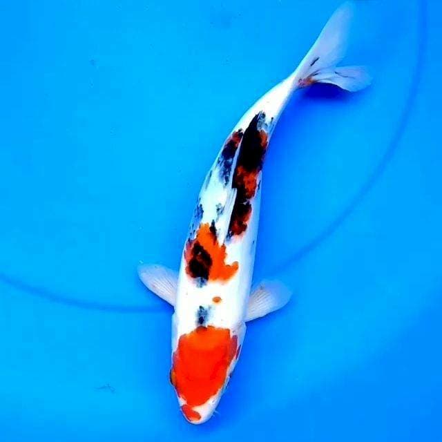 29cm SANKE