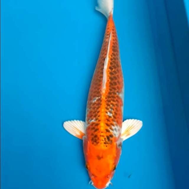 Kujaku 35cm