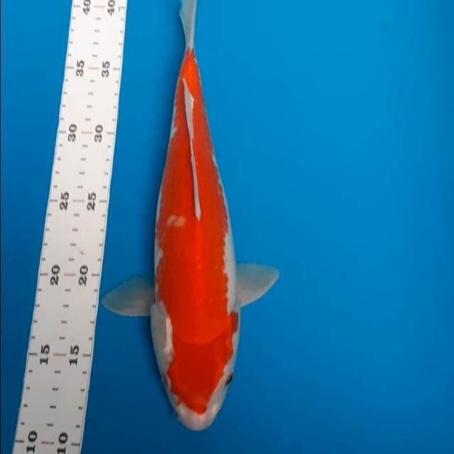 Sakura ogon 30cm