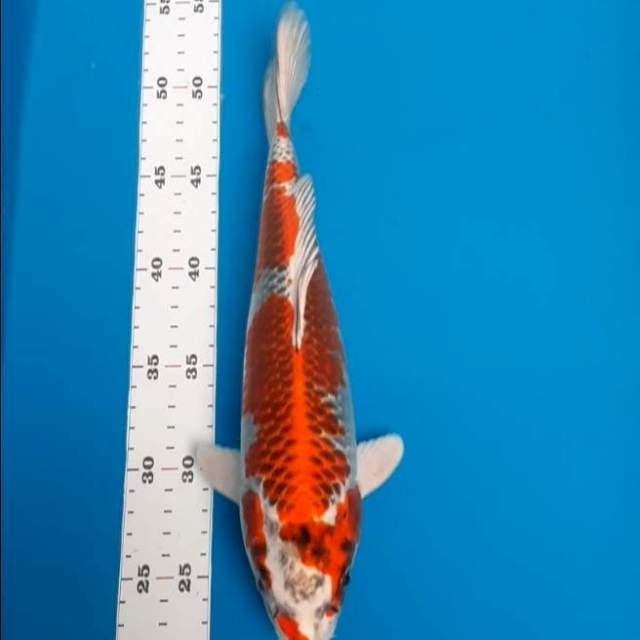 Kujaku 30cm