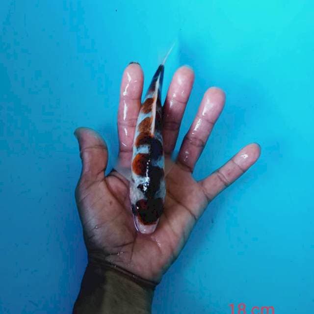 Ina Suma goromo