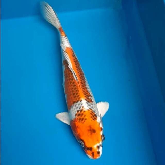 Kujaku 27cm