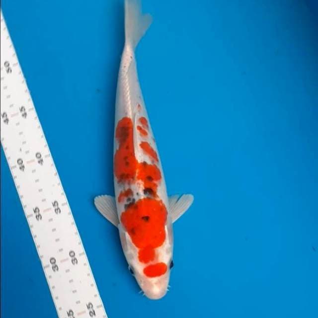 Sanke hikari 30cm