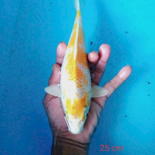 hari wake 25 cm