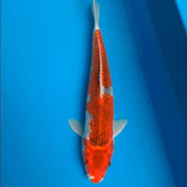 Goshiki 30cm