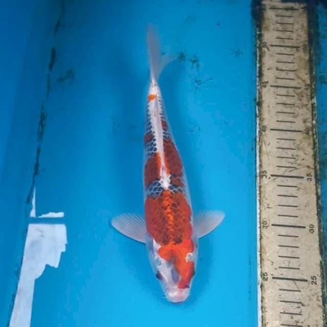 Goshiki 27cm