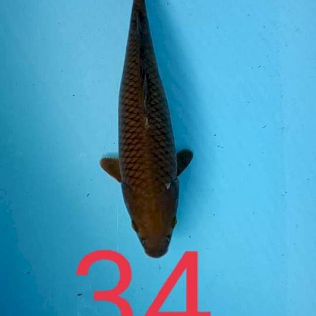 cagoi 34 cm