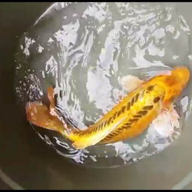 KI SHUSUI JUMBO PUNUK 45UP