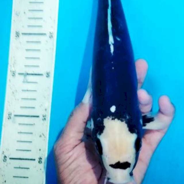 kumonriu 30 cm