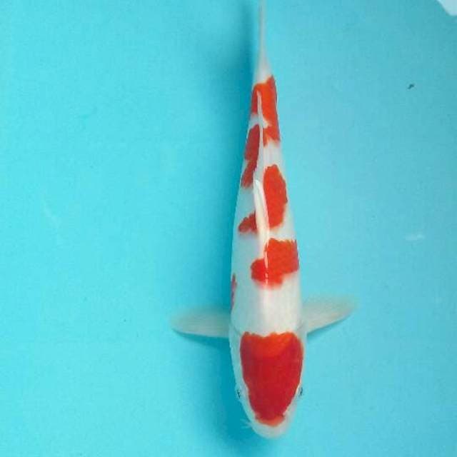 Maruten kohaku