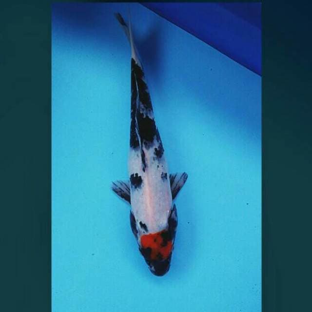 Tancho showa 27cm