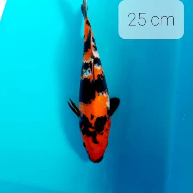 Step 4. 25 cm
