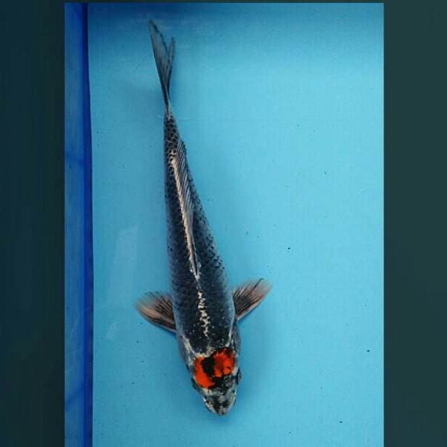 Tancho kujaku ori 24cm male