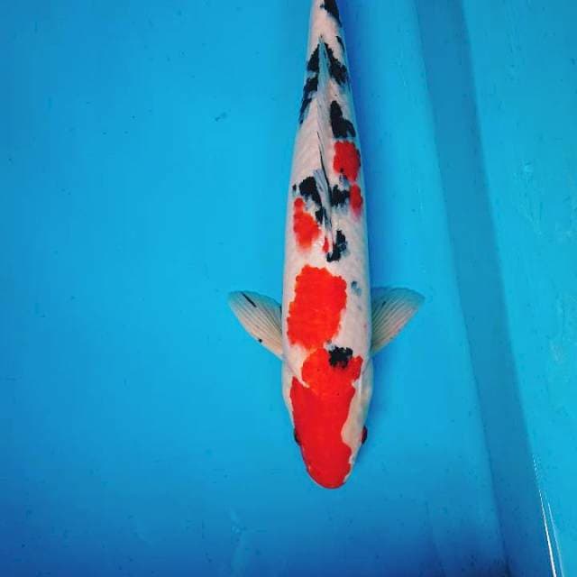JUMBO SANKE 43 cm