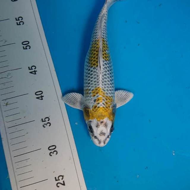 ANTIK 31 cm