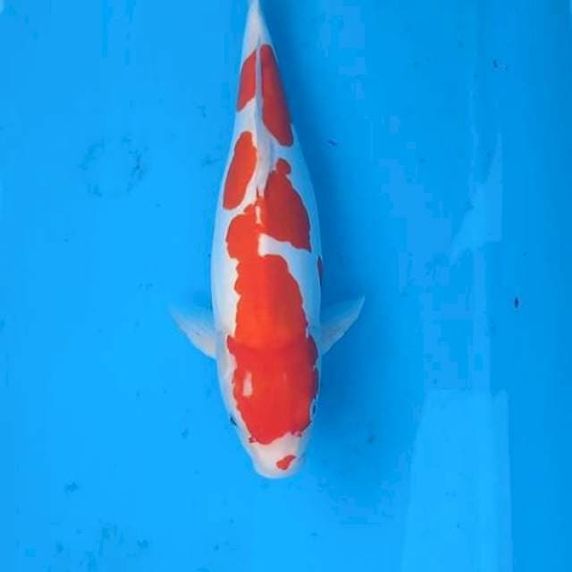 Kohaku doitsu sq