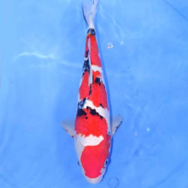 MITESHIWA SANKE 32cm