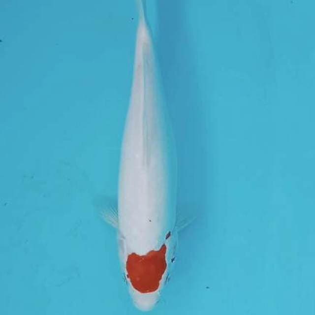 Tancho kohaku 28cm