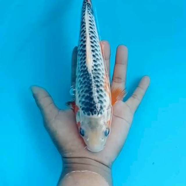 Asagi 25cm