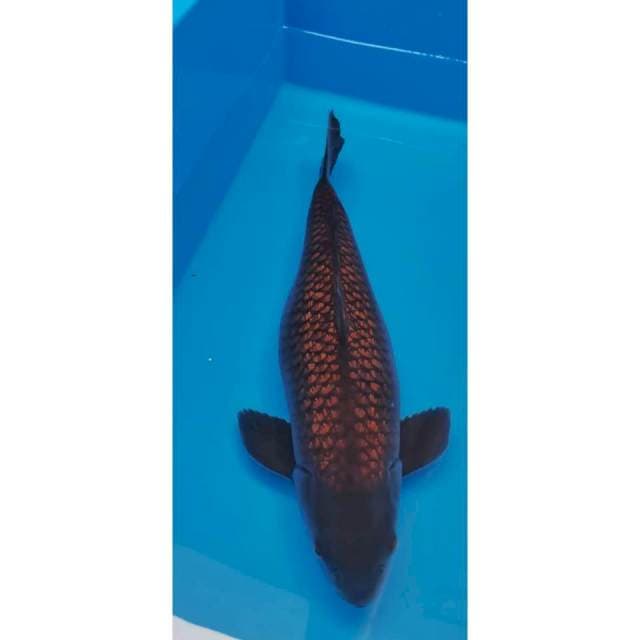09# jumbo cagoi ginrin 54cm