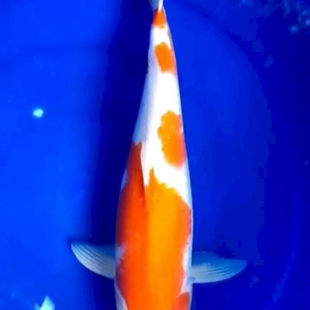 Kohaku Jumbo