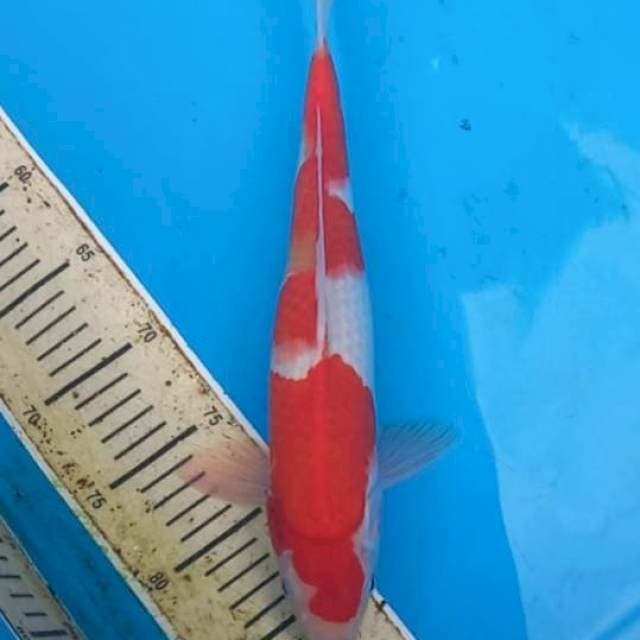 Kohaku