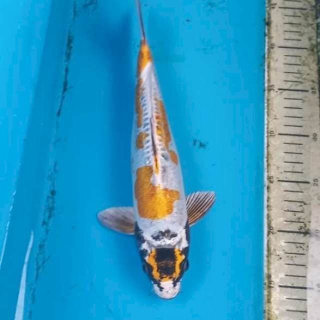 Kikokuryu 30cm