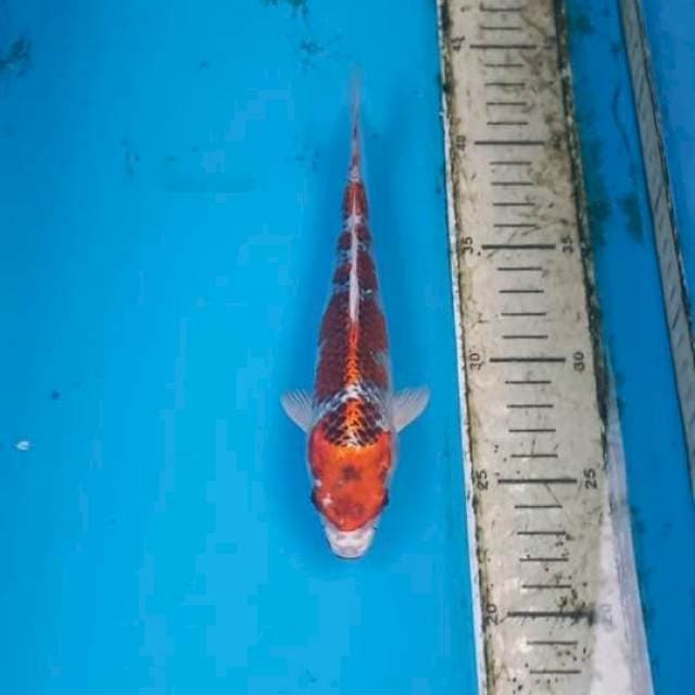 Kujaku 20cm