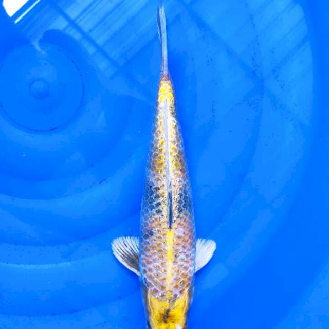 Kin showa Male 37cm