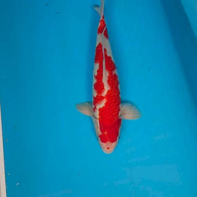 STRONG kOHAKU 34 cm
