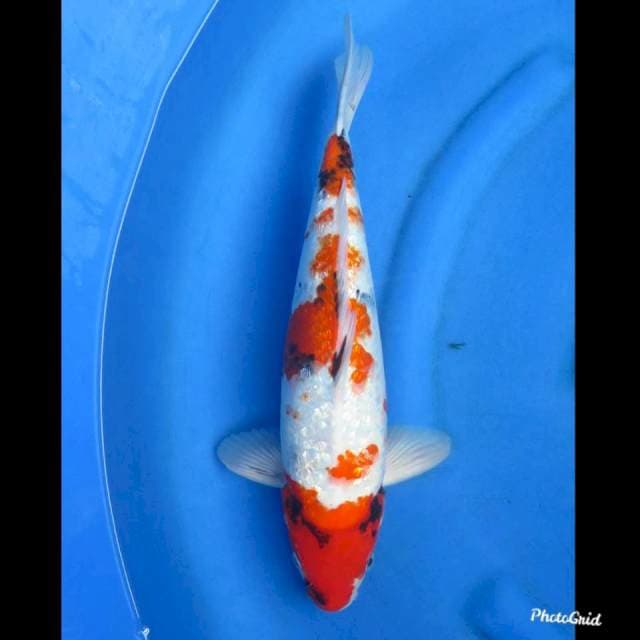 42cm , Male - Showa Ginrin Tategoi