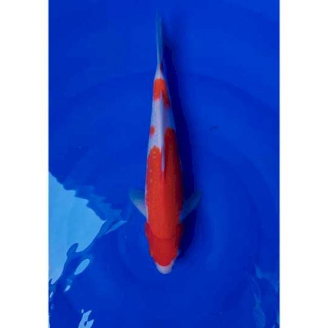 Kohaku 30cm (F)