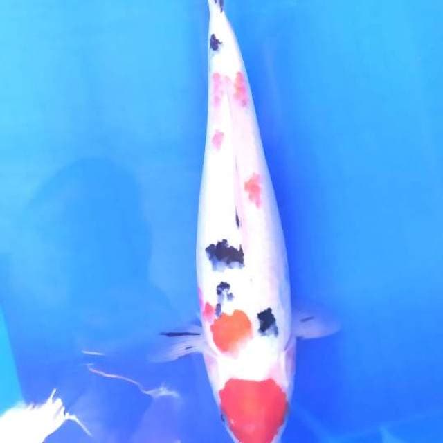 Tancho sanke 32 cm