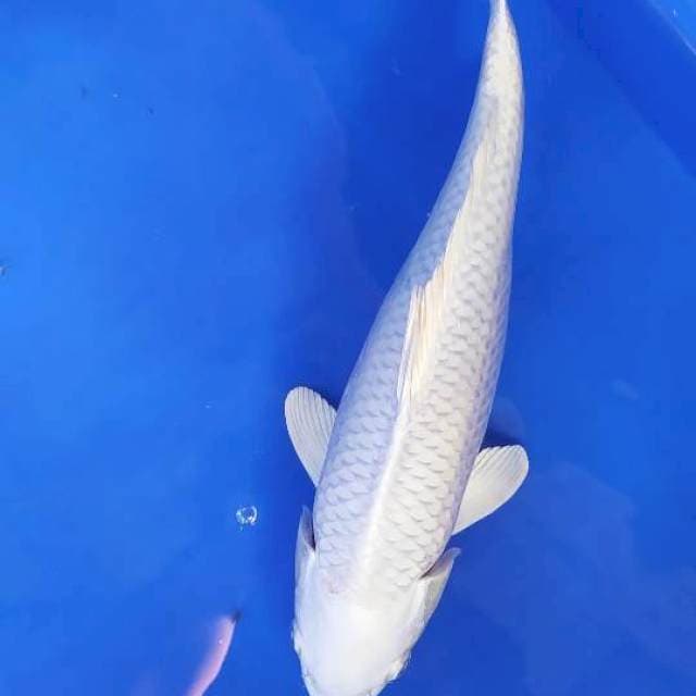 Ogon putih 35 cm
