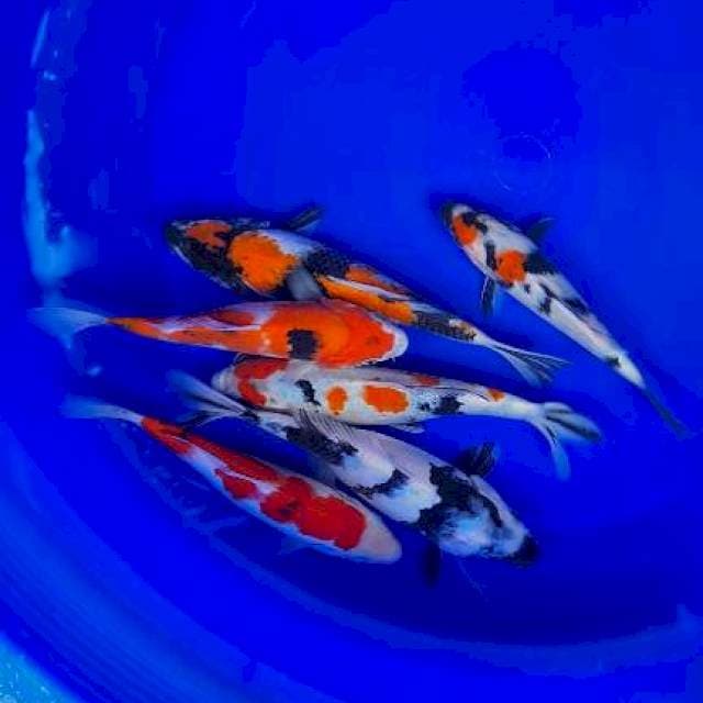 Showa sansoku