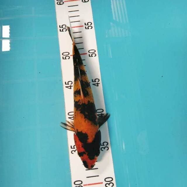 Utsuri 23 cm