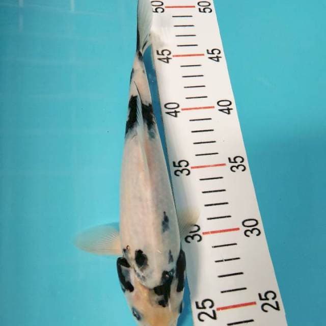 Shiro 24 cm
