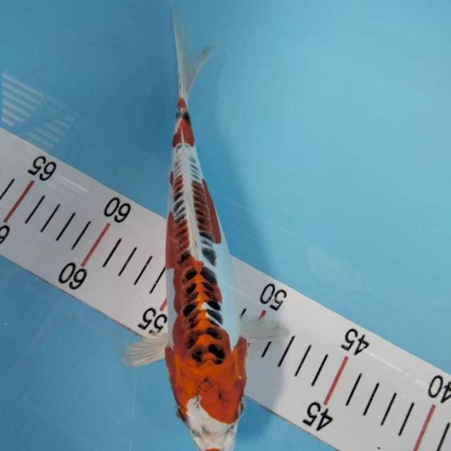 Kiko 23 cm