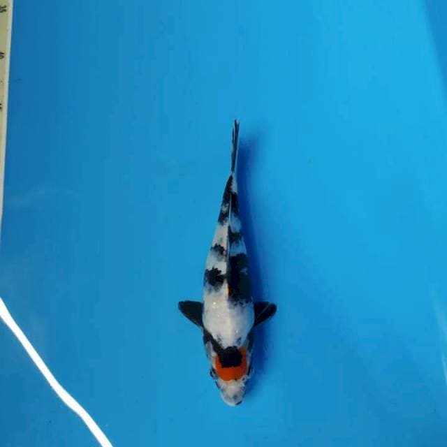 Tancho Showa 20cm