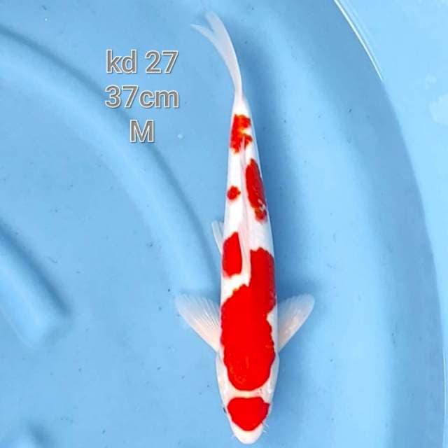 maruten kohaku jumbo tosai