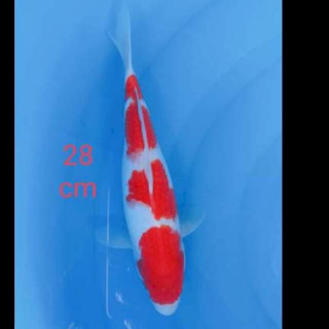 Kohaku setrong 28cm