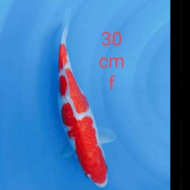 Kohaku strong 30cm