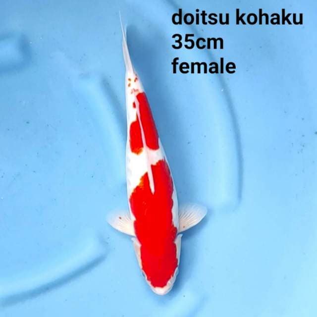 doitsu kohaku jumbo tosai