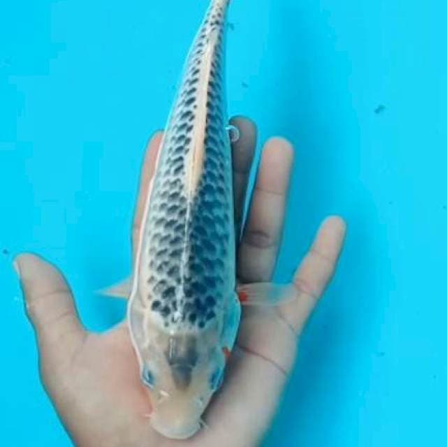 Asagi 24cm