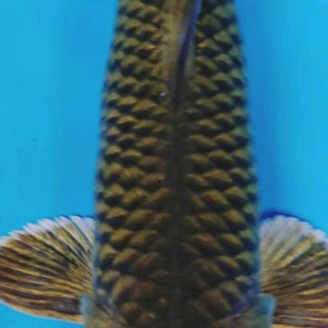 Midorigoi 36 cm