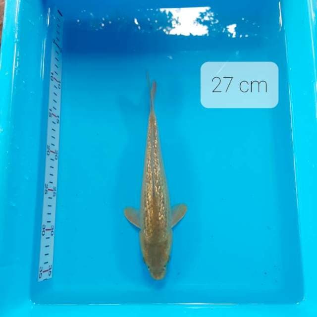 Midori 27 cm