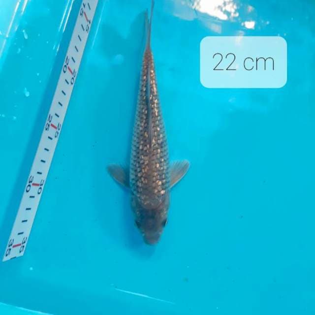 Soragoi 22 cm